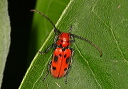 redmilkweedbeetle420
