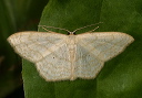 scopula_limboundata475