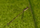 slender_spreadwing_3469