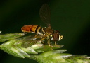 toxomerus_marginatus_3702