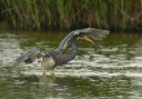 tricoloredheron446