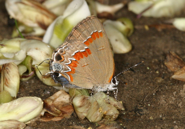 Calycopis cecrops Lycaenidae