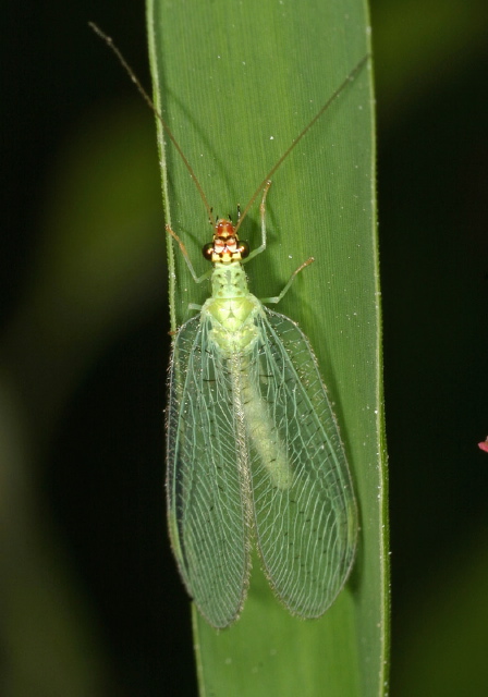 Chrysopa oculata Chrysopidae