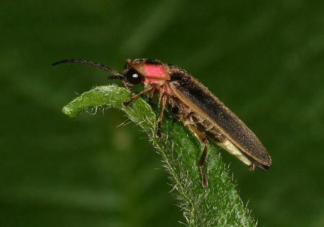 Photinus pyralis Lampyridae