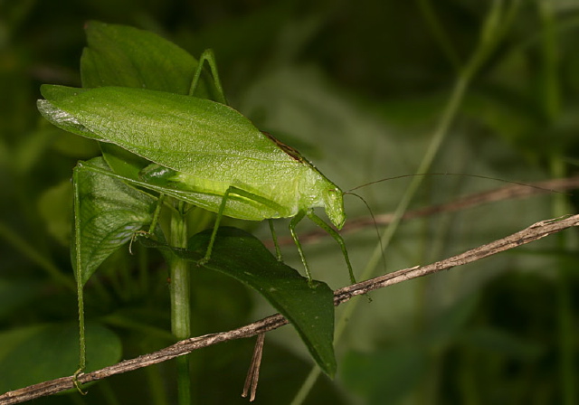 Amblycorypha oblongifolia Tettigoniidae