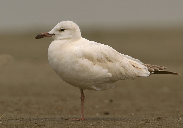 Larus atricilla Laridae
