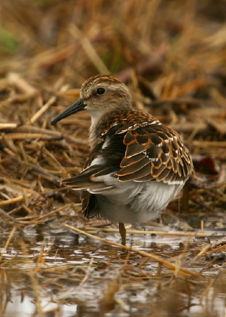 Calidris minutilla Scolopacidae