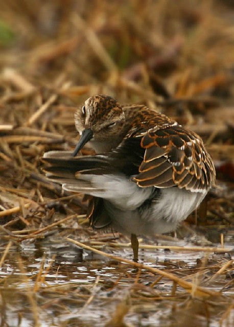 Calidris minutilla Scolopacidae