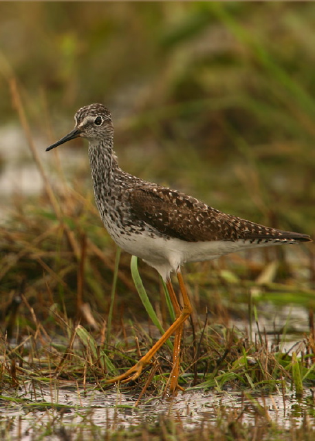 Tringa flavipes Scolopacidae