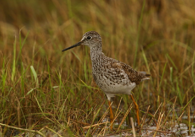 Tringa flavipes Scolopacidae