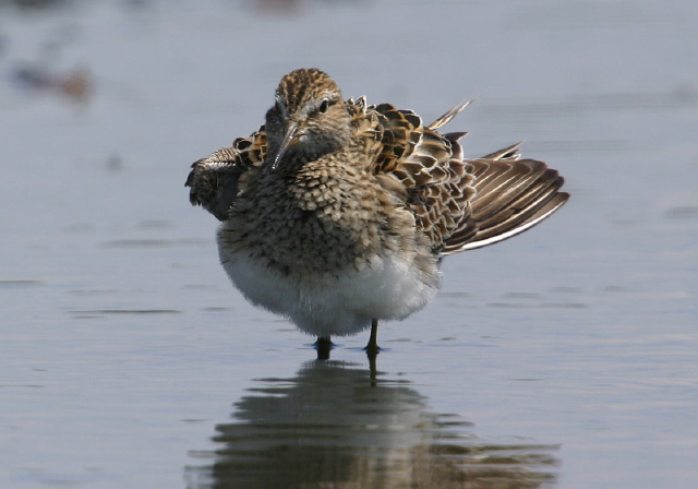 Calidris melanotos Scolopacidae