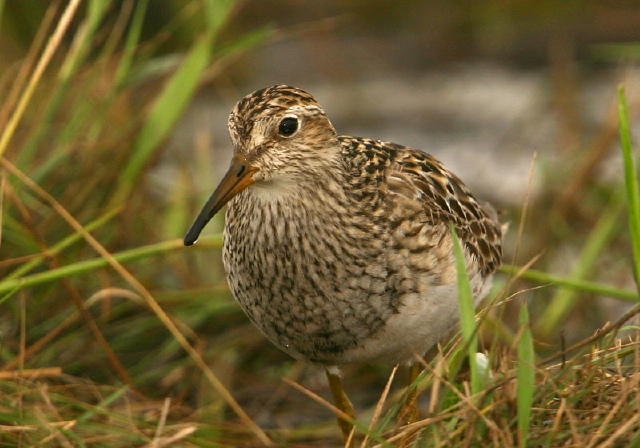Calidris melanotos Scolopacidae
