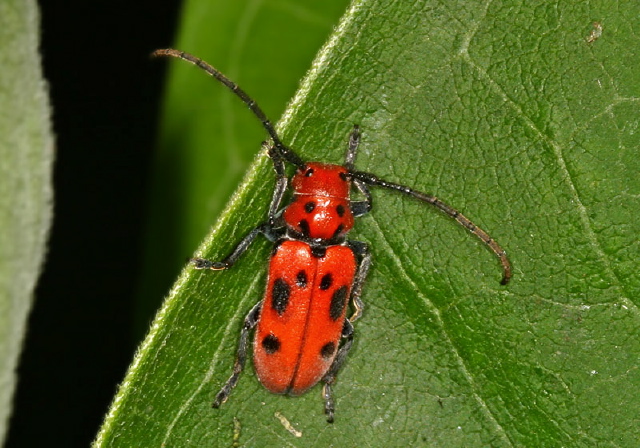 Tetraopes tetrophthalmus Cerambycidae