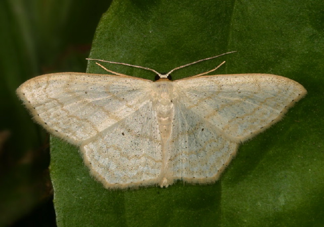 Scopula limboundata Geometridae