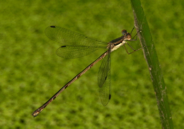 Lestes rectangularis Lestidae