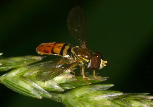 Toxomerus marginatus Syrphidae