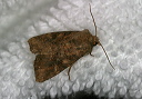 amphipoea_img_4008
