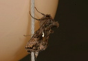 autographa_precationis502
