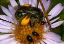 bee290