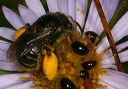 beetleandbee289_1