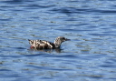 black_guillemot993