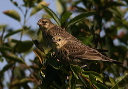 brown-headed_cowbird076