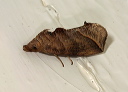 calyptra_4010
