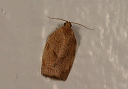 choristoneura_rosaceana489