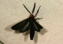 cisseps_img_4316