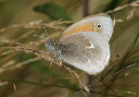coenonympha_img_4083