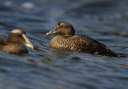 common_eider138