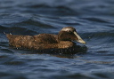 common_eider149