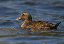 common_eider156