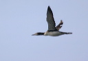 common_loon530