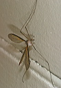 crane_fly_img_3875