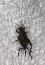 cricket_img_3998