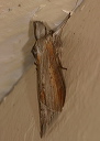 cucullia_asteroides_305