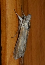 cucullia_img_4311