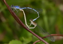 enallagma_img_3927