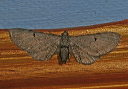 eupithecia_4030