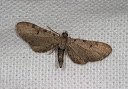 eupithecia_img_3829