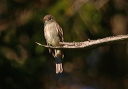 flycatcher_4170