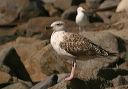 great_black-backed_gull960