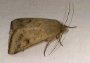 helicoverpa_img_3824