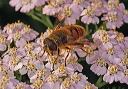 hover_fly982