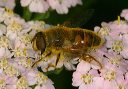 hover_fly986