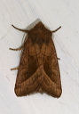 hydraecia_img_3879