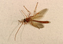 ichneumon_3872