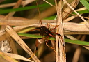 ichneumonidae_3994