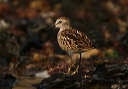 least_sandpiper133